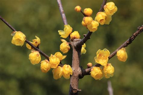 臘梅|蜡梅（蜡梅科蜡梅属植物）